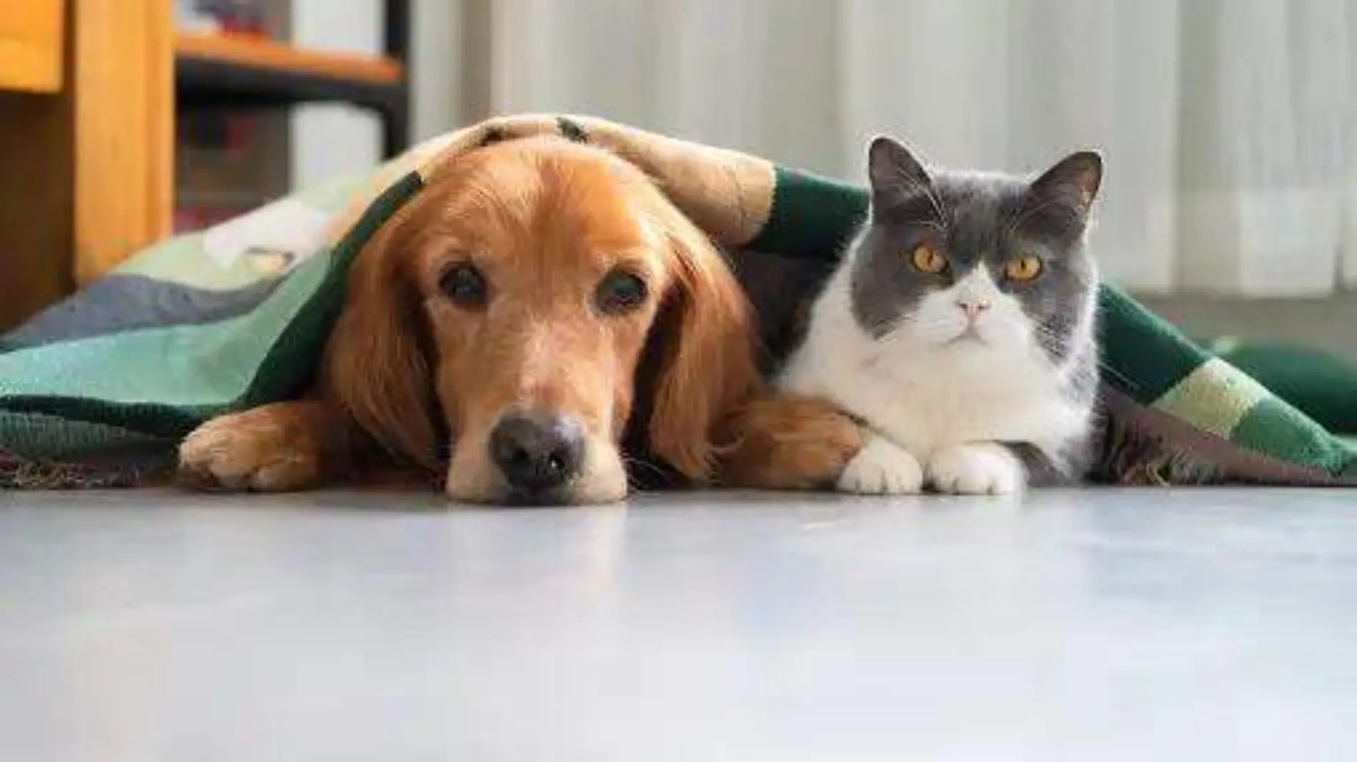 Perro y gato